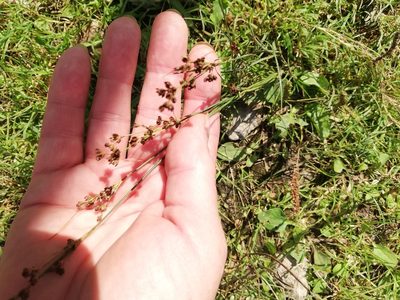 Juncus compressus, photographed by Татьяна Максимова