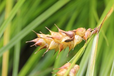 Carex tuckermanii, photographed by Quinten Wiegersma