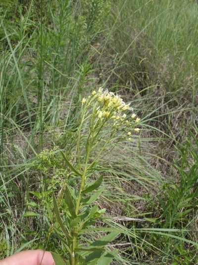 Senecio pentactinus, photographed by Nicola van Berkel