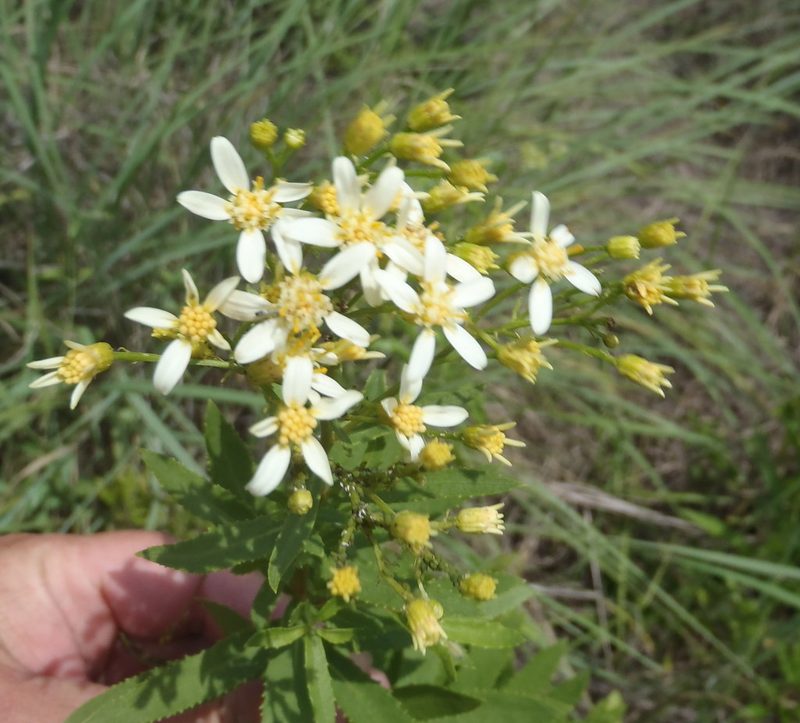 Senecio pentactinus, photographed by Nicola van Berkel
