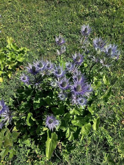 Eryngium alpinum, photographed by Karsten Rohweder