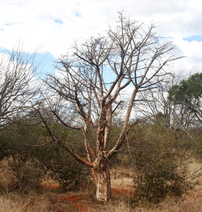Sterculia rogersii, photographed by M Kriek