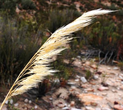 Capeochloa arundinacea, photographed by Tony Rebelo
