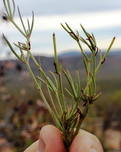Centella linifolia, photographed by Tony Rebelo