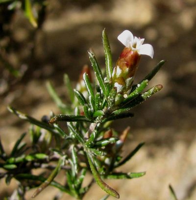 Pterothrix tomentosa, photographed by douglaseustonbrown
