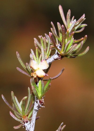 Cliffortia castanea, photographed by Tony Rebelo