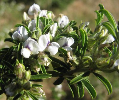 Psoralea spissa, photographed by douglaseustonbrown