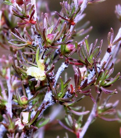 Cliffortia castanea, photographed by Tony Rebelo