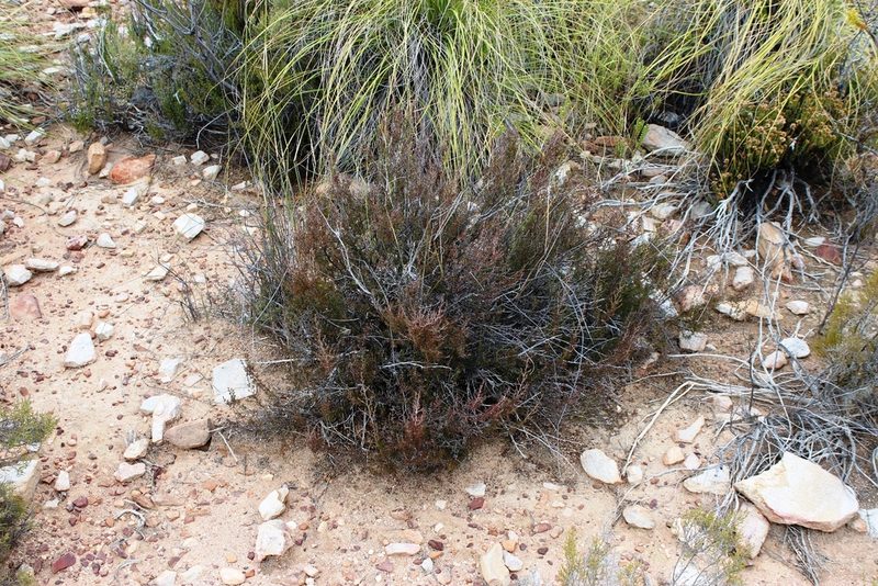 Cliffortia castanea, photographed by Tony Rebelo