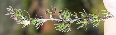 Cliffortia castanea, photographed by Tony Rebelo