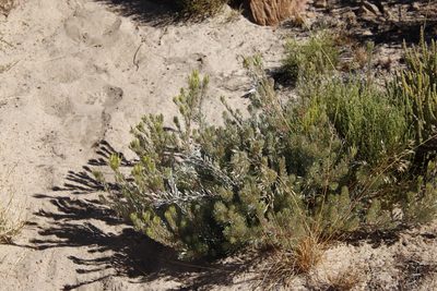 Leucadendron nitidum, photographed by Tony Rebelo