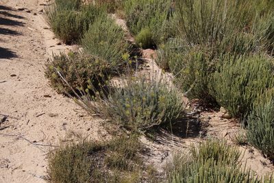 Leucadendron nitidum, photographed by Tony Rebelo