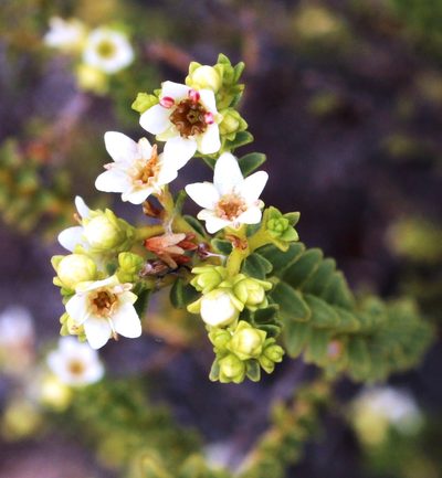 Diosma recurva, photographed by Tony Rebelo