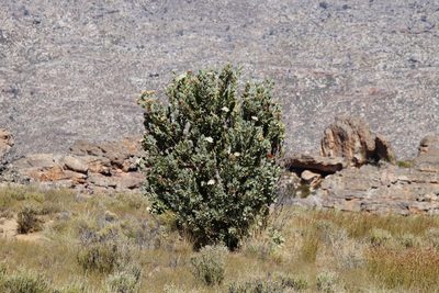 Protea punctata, photographed by Tony Rebelo