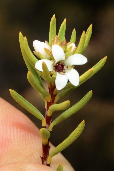 Acmadenia wittebergensis, photographed by Tony Rebelo