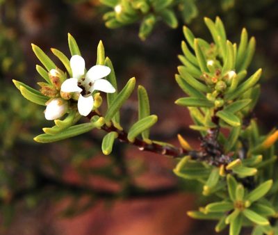 Acmadenia wittebergensis