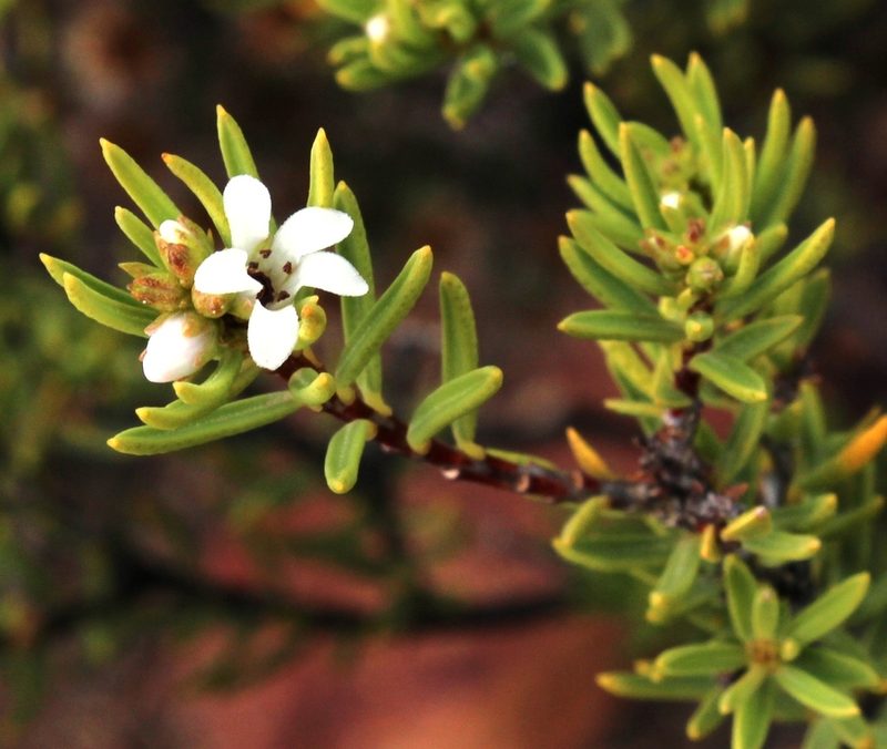 Acmadenia wittebergensis, photographed by Tony Rebelo