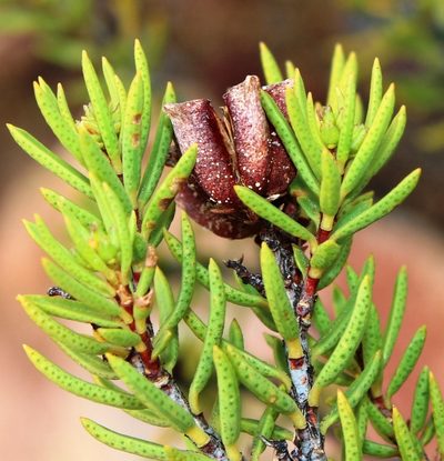 Acmadenia wittebergensis, photographed by Tony Rebelo