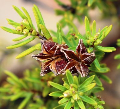Acmadenia wittebergensis, photographed by Tony Rebelo