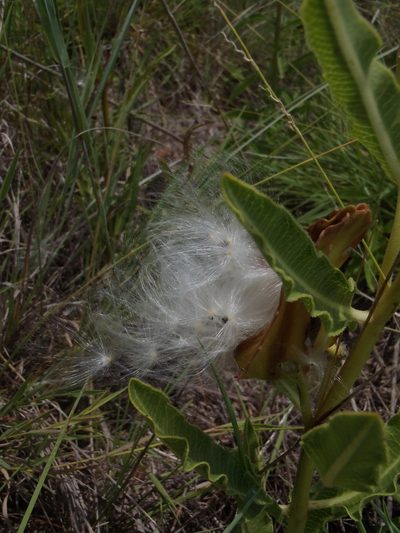 Pachycarpus schinzianus, photographed by Nicola van Berkel