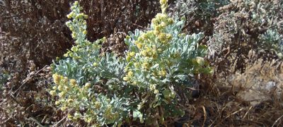 Artemisia thuscula, photographed by Santiago Martín-Bravo