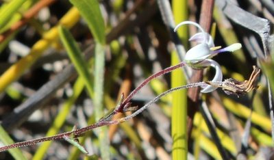 Wahlenbergia longifolia, photographed by Tony Rebelo