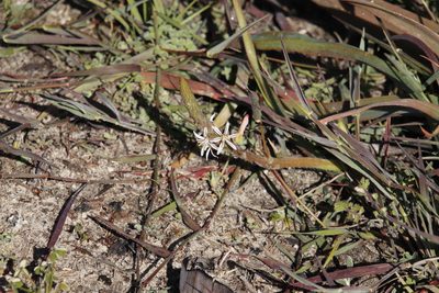 Trachyandra ciliata, photographed by Tony Rebelo