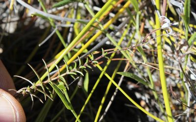 Wahlenbergia longifolia, photographed by Tony Rebelo