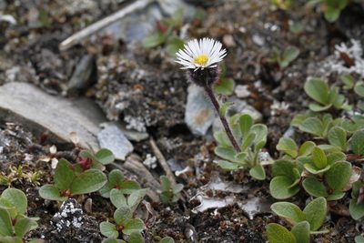 Erigeron humilis, photographed by J Straka