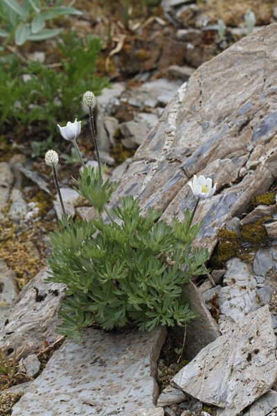 Anemone lithophila, photographed by J Straka