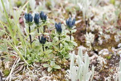 Gentiana glauca, photographed by J Straka