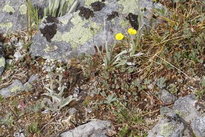 Potentilla glaucophylla, photographed by J Straka