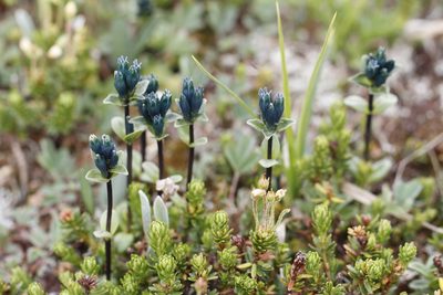 Gentiana glauca, photographed by J Straka
