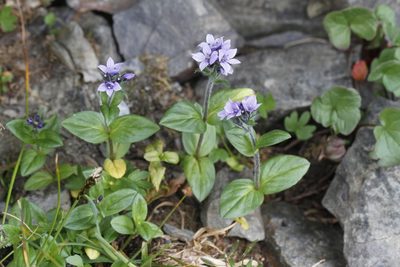 Veronica wormskjoldii, photographed by J Straka