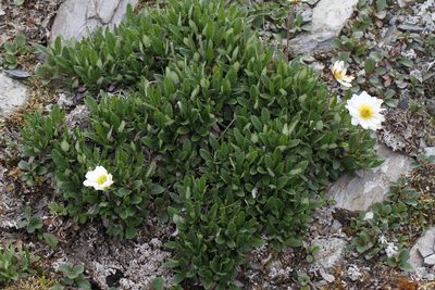 Dryas hookeriana, photographed by J Straka
