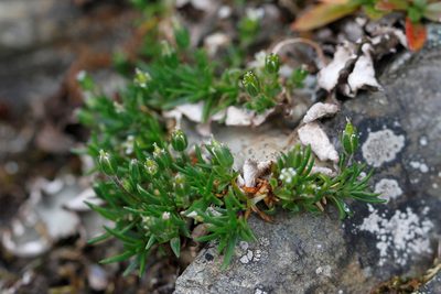 Cherleria biflora, photographed by J Straka