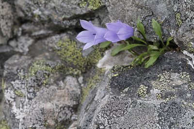 Campanula lasiocarpa, photographed by J Straka