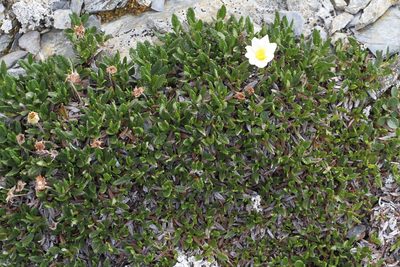 Dryas hookeriana, photographed by J Straka
