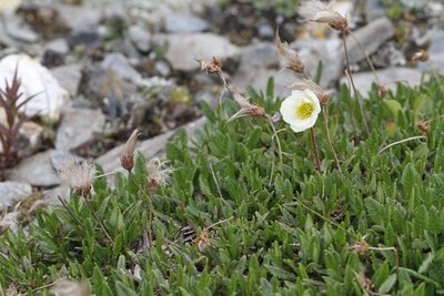 Dryas hookeriana, photographed by J Straka