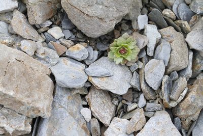 Saxifraga adscendens, photographed by J Straka