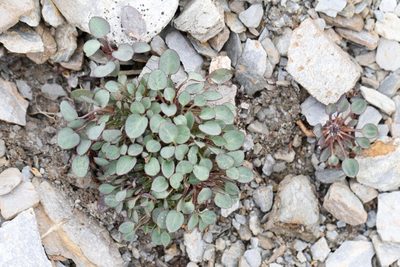 Askellia pygmaea, photographed by J Straka