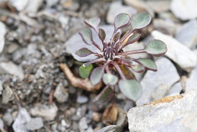 Askellia pygmaea, photographed by J Straka