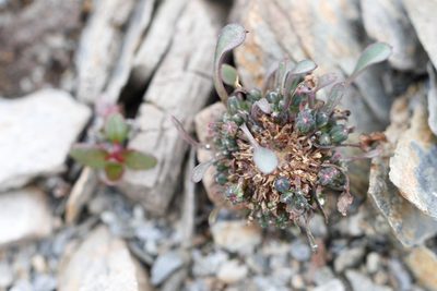 Askellia pygmaea, photographed by J Straka