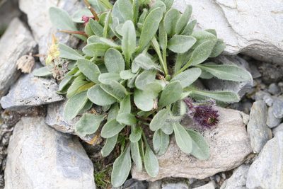 Erigeron humilis, photographed by J Straka