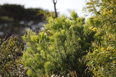 Hakea drupacea, photographed by Tony Rebelo