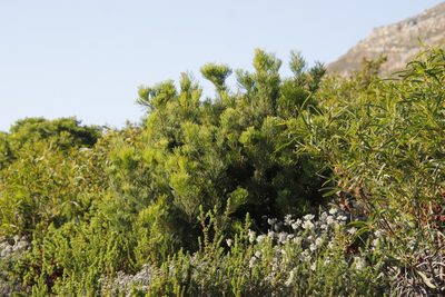 Hakea drupacea, photographed by Tony Rebelo