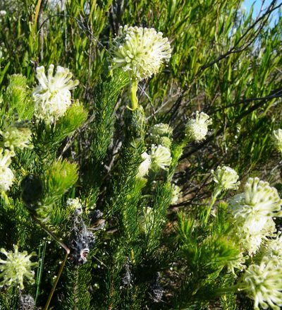 Serruria millefolia, photographed by Tony Rebelo