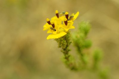 Holocarpha virgata, photographed by Steve Woodward
