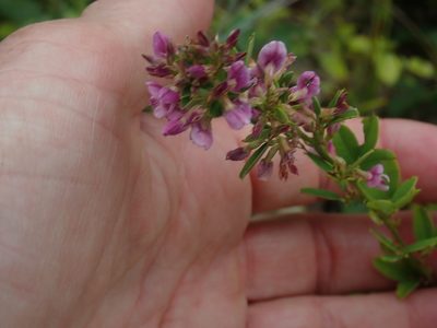 Lespedeza violacea, photographed by Lynn Harper