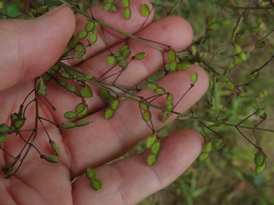 Desmodium marilandicum, photographed by Lynn Harper